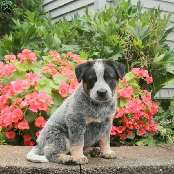 Malcolm, Blue Heeler – Australian Cattle Dog Puppy