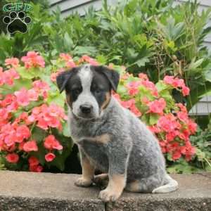 Malcolm, Blue Heeler – Australian Cattle Dog Puppy