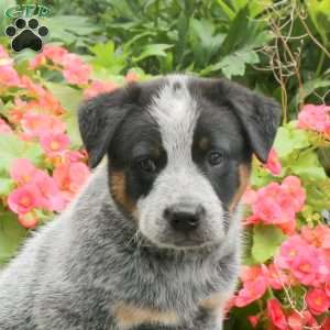 Malcolm, Blue Heeler – Australian Cattle Dog Puppy