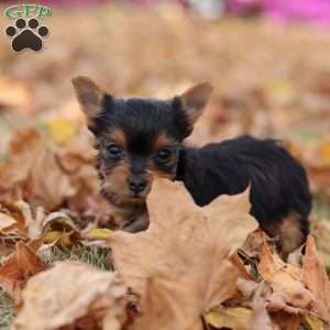 Malorie, Yorkie Puppy