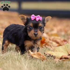 Malorie, Yorkie Puppy