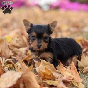 Malorie, Yorkie Puppy