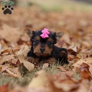 Malorie, Yorkie Puppy