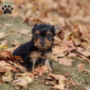 Malorie, Yorkie Puppy