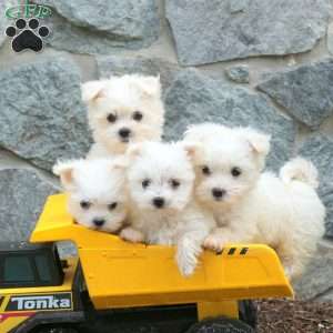 Toby, Maltese Puppy
