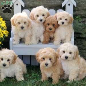 Micah, Maltipoo Puppy