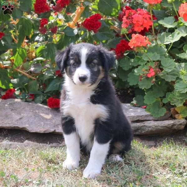 Mandy, Border Collie Mix Puppy