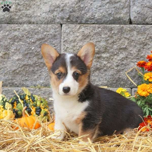 Mandy, Pembroke Welsh Corgi Puppy