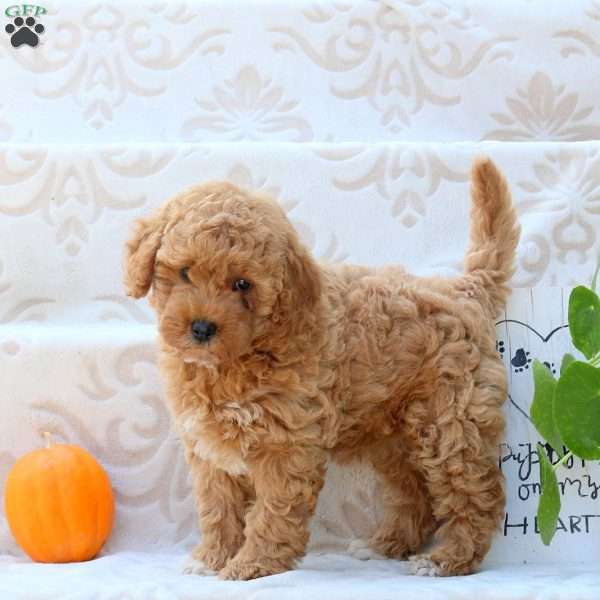 Mandy, Mini Goldendoodle Puppy