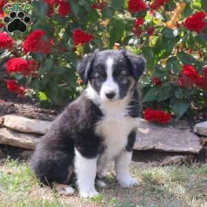 Mandy, Border Collie Mix Puppy