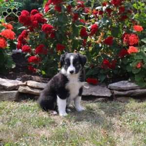 Mandy, Border Collie Mix Puppy