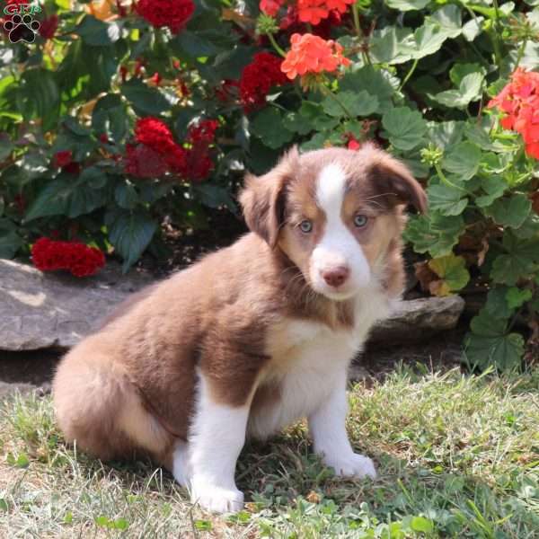 Maple, Border Collie Mix Puppy
