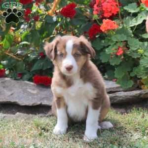 Maple, Border Collie Mix Puppy