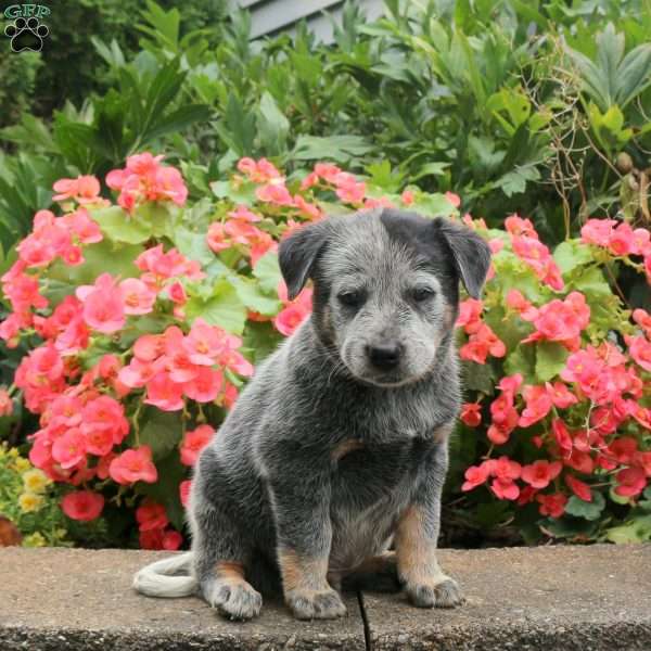 Marcus, Blue Heeler – Australian Cattle Dog Puppy