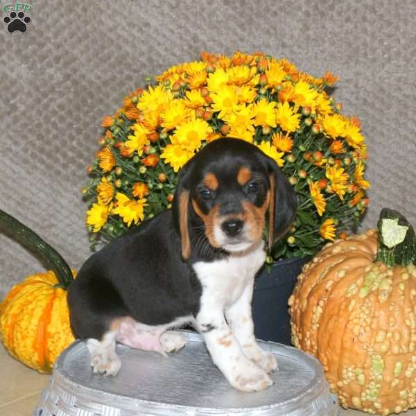 Marcus, Beagle Puppy