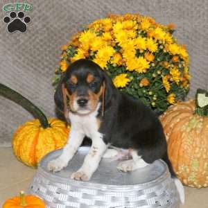 Marcus, Beagle Puppy