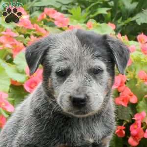 Marcus, Blue Heeler – Australian Cattle Dog Puppy