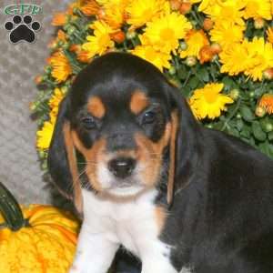 Marcus, Beagle Puppy