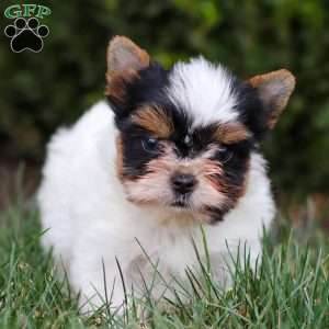Margie, Biewer Terrier Puppy