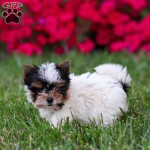 Margie, Biewer Terrier Puppy
