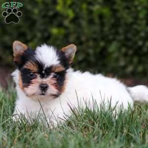 Margie, Biewer Terrier Puppy