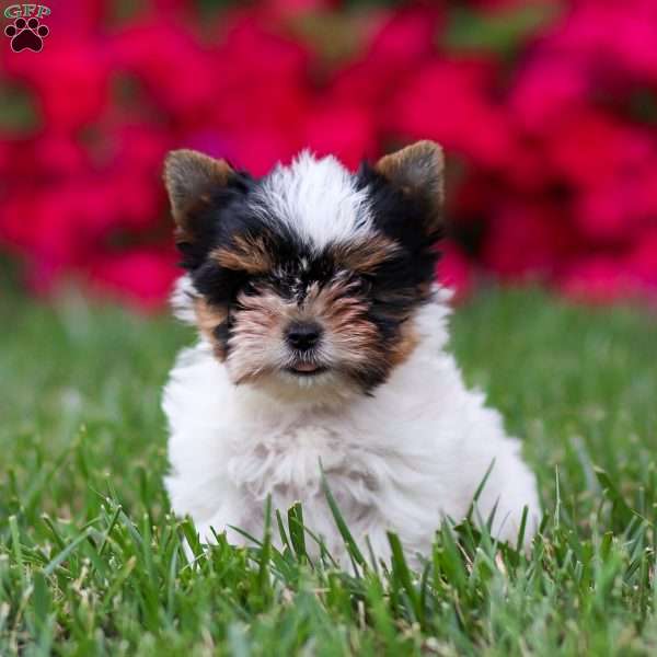 Margie, Biewer Terrier Puppy
