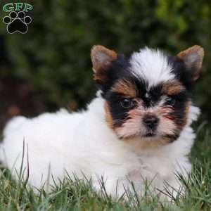 Margie, Biewer Terrier Puppy
