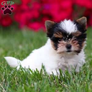 Margie, Biewer Terrier Puppy