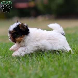 Margie, Biewer Terrier Puppy