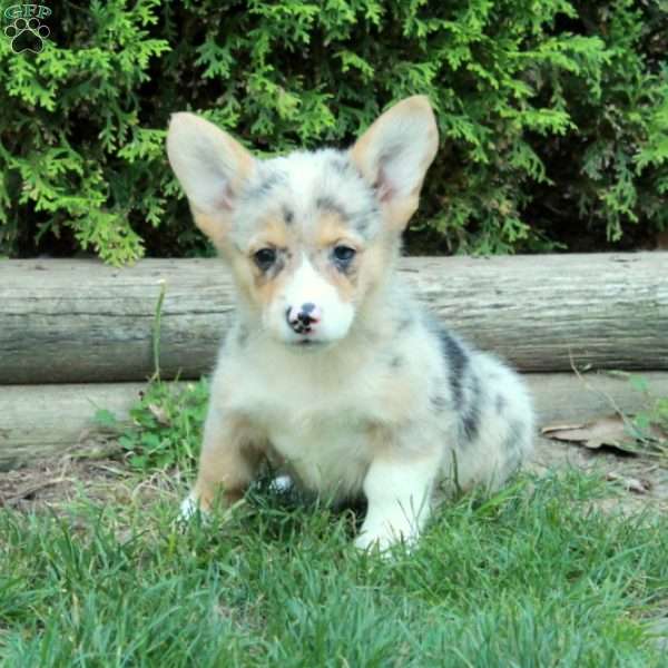 Margo, Pembroke Welsh Corgi Puppy
