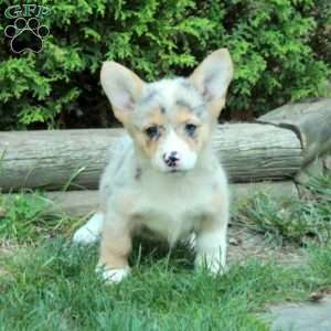 Margo, Pembroke Welsh Corgi Puppy