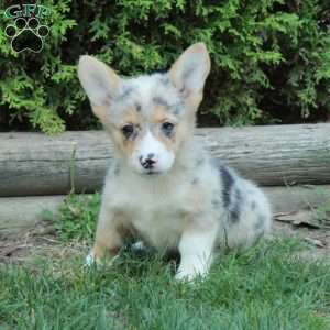 Margo, Pembroke Welsh Corgi Puppy