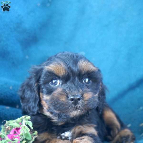 Maria, Cavapoo Puppy