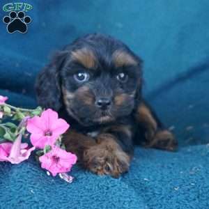 Maria, Cavapoo Puppy