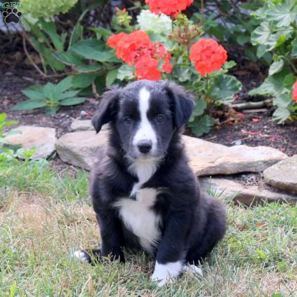 Marigold, Border Collie Mix Puppy