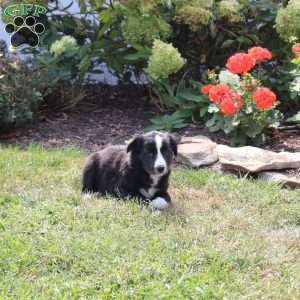Marigold, Border Collie Mix Puppy