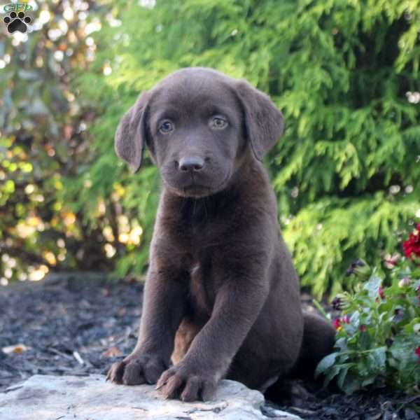Marlee, Chocolate Labrador Retriever Puppy