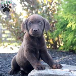 Marlee, Chocolate Labrador Retriever Puppy
