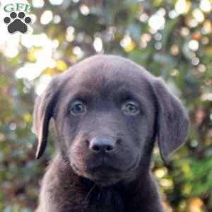 Marlee, Chocolate Labrador Retriever Puppy