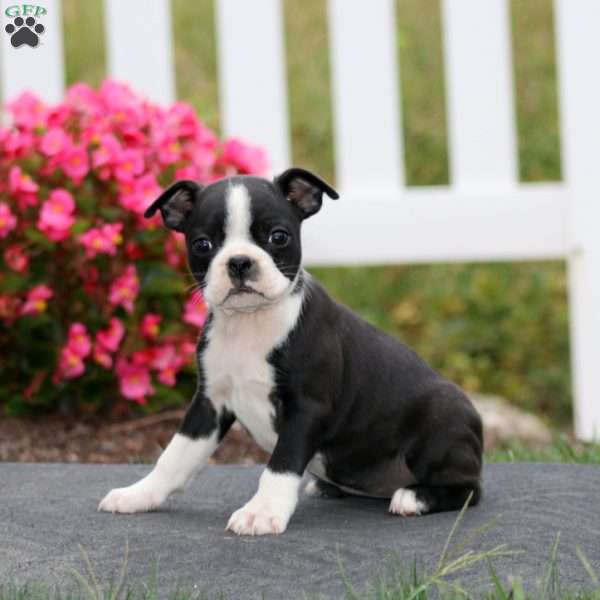 Marlee, Boston Terrier Puppy