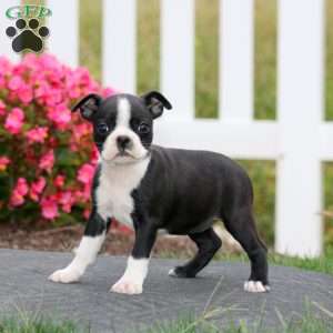 Marlee, Boston Terrier Puppy