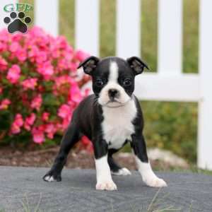 Marlee, Boston Terrier Puppy