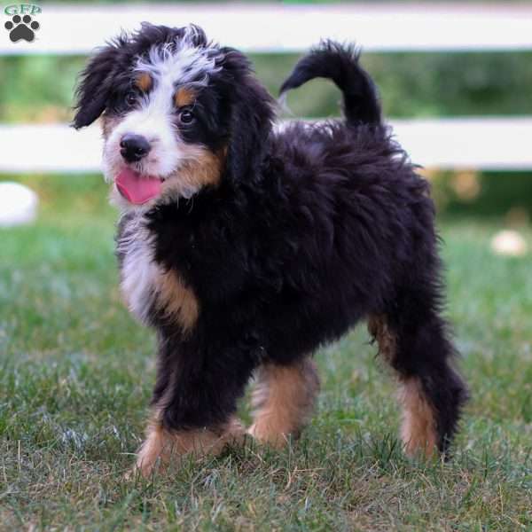 Marley, Mini Bernedoodle Puppy