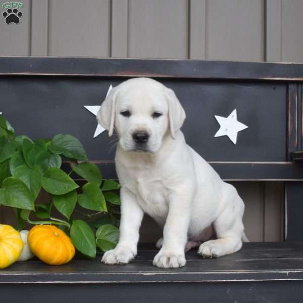 Marshall, Yellow Labrador Retriever Puppy