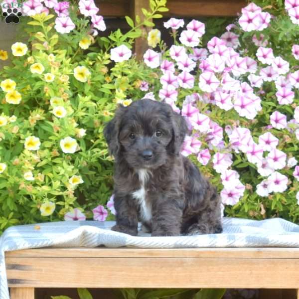 Marshall, Cockapoo Puppy
