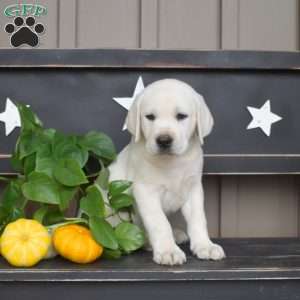 Marshall, Yellow Labrador Retriever Puppy