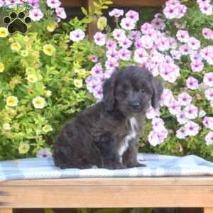 Marshall, Cockapoo Puppy