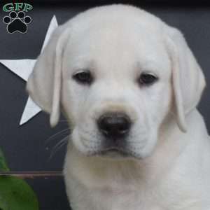 Marshall, Yellow Labrador Retriever Puppy