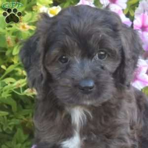 Marshall, Cockapoo Puppy