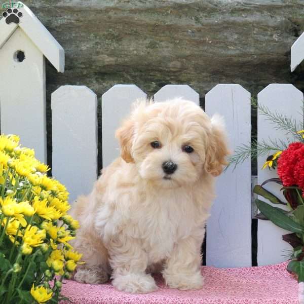 Martha, Maltipoo Puppy